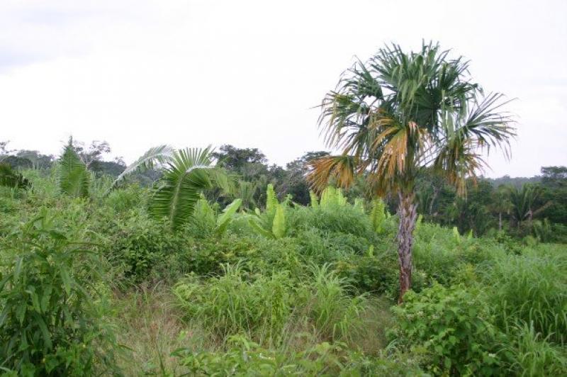 Plot of land For Sale San Ignacio Cayo Creek Ad698441