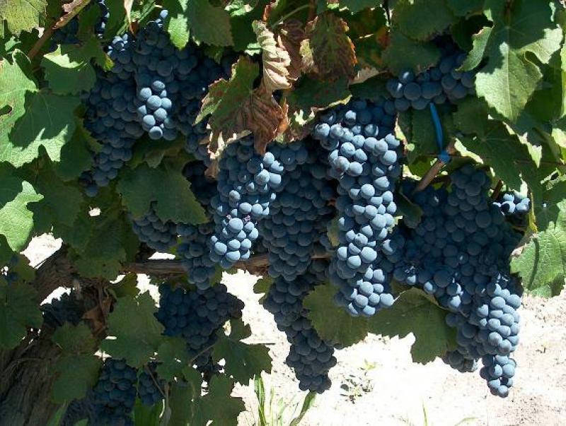 Plot of land For Sale San Rafael Ad739462