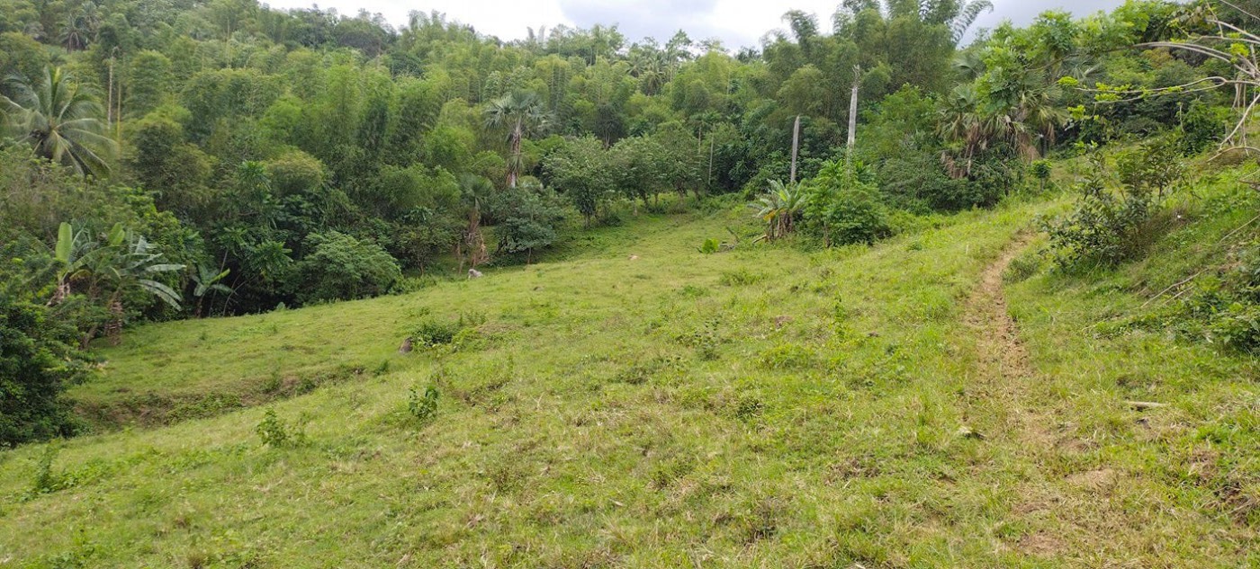 Plot of land For Sale Westmoreland Ad962102