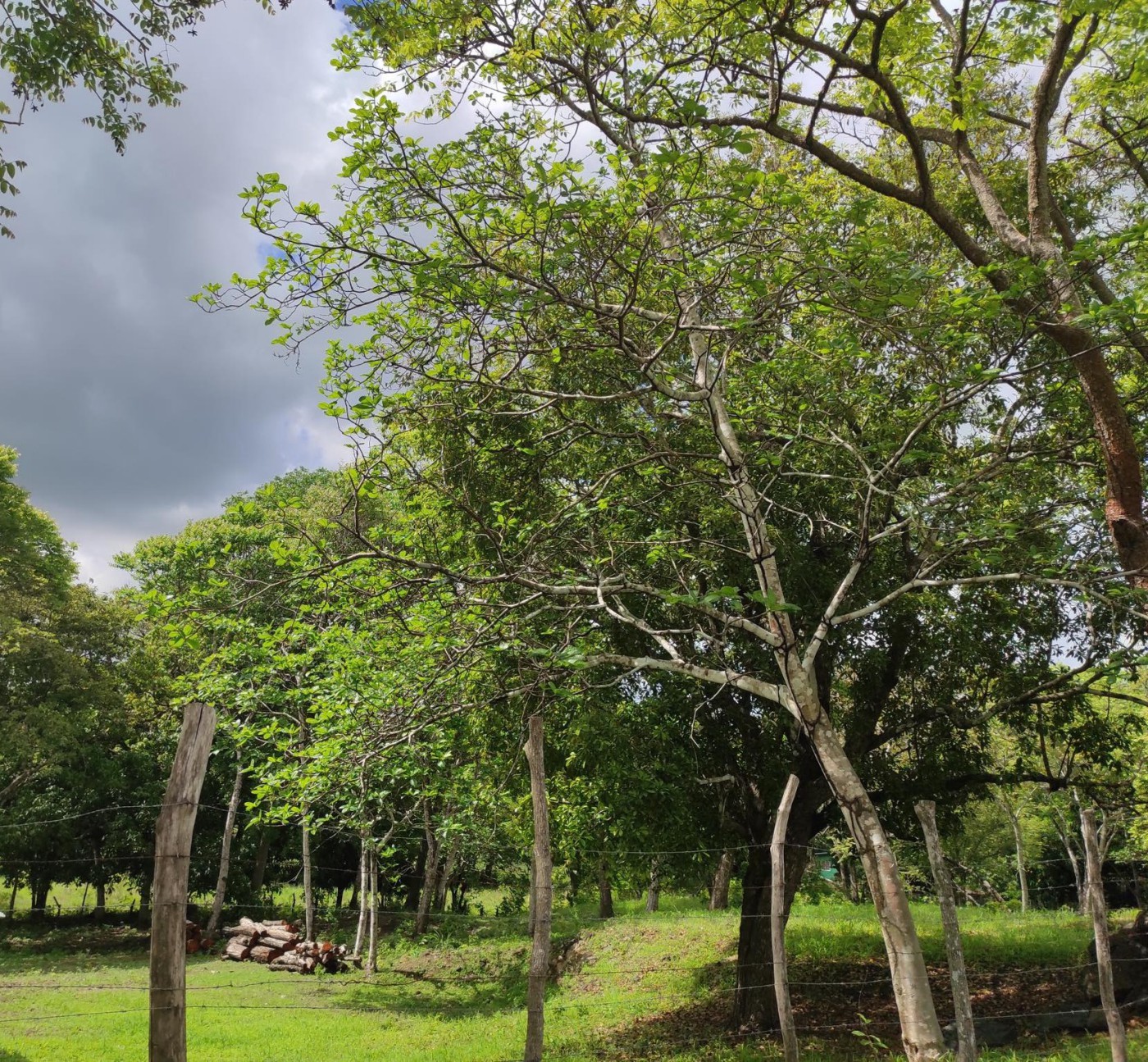 House For Sale Las Tablas Ad985208