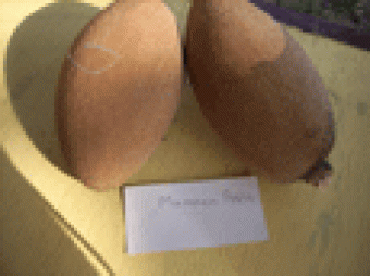 Small Farm Sarteneja