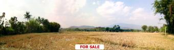 7 Rai of beautiful located land Chiang Mai