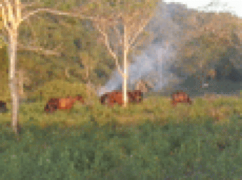 Dream Property Benque Viego