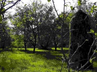 3500 sqm plot in Brebu (Campina) Prahova