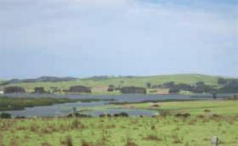 Excelent forest and cattle land Punta Del Este