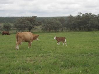 Bushveld Farm Bela-bela