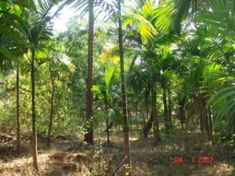 Plot for sale Goa