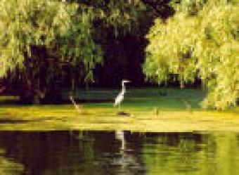 sell land in danube romania!!!! Tulcea