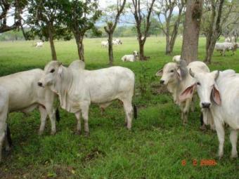 Cattle Farm -FOR SELL- Colombi La Dorada