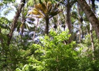 Private Island in Brazil Ilh&eacute;us-bahia