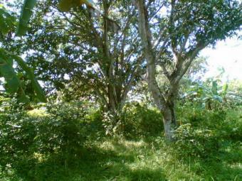 Manggo land for Sale Cirebon