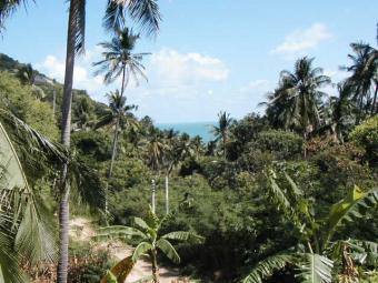Land for rent on Phangan Island Surat Thani