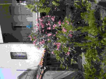 For sale beautiful Toulousaine Montauban