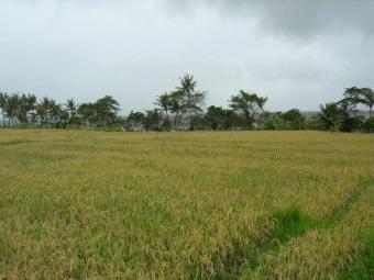 Beach Front Land For Sale Denpasar