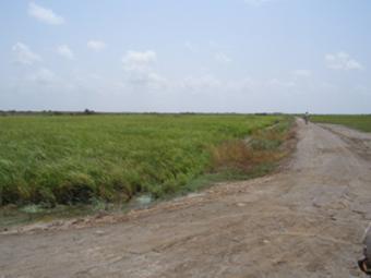Agricultural/Farm Land for SALE Karachi
