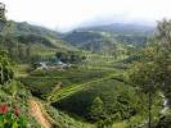 tea plantation for sale Bamenda