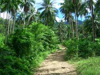PLOT OF LAND FOR SALE Ko Samui