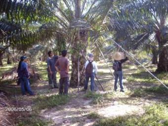 The Oil Palm Land For Sale Alor Star