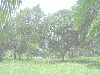  land close to pacific beaches Puntarenas