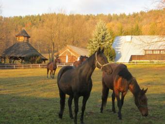 Beautiful horse estate for sale Rabe