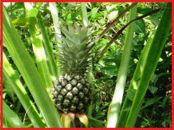 50 Acres, Farm Land, Belize Dist Corozal District