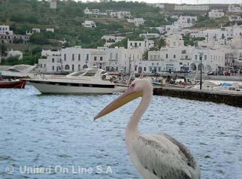 MYKONOS   Parcel of 10.000m2 Mykonos