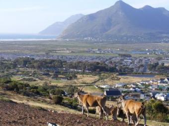 Cape Town Private Game Reserve Cape Town