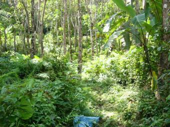 10 trpical rai in Kamala views Phuket