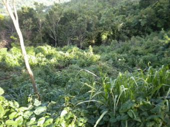Land for sale in La Feuillet Gros Islet