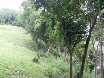 Phuket beautiful land 80 rais (3 Phuket