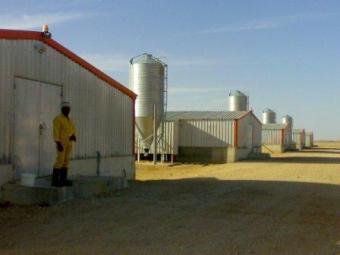 Poultry Farm For Sale Al Ghat