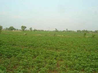 337 acre agriculture farm sale Bawalnaghar