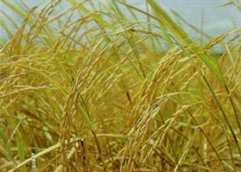 sell land( paddy field)  $94000 Bangkok