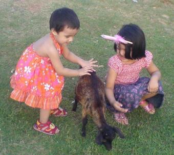 Land to Sell (They can play!) Moulvibazar