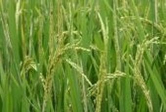 Land for Sale (Paddy Field) Chainat