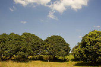 land for sale in courtallam Tirunelveli