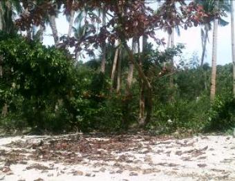 Mangrove Beach For SALE Romblon Town