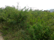 1/2 acre, Shanzu near Pangoni Be Mombasa