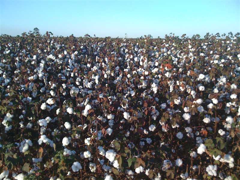8024ha cotton farm  Brazil Bareiras