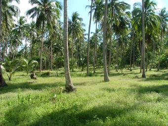 0758023418 24o perch land for sa Kadawatha
