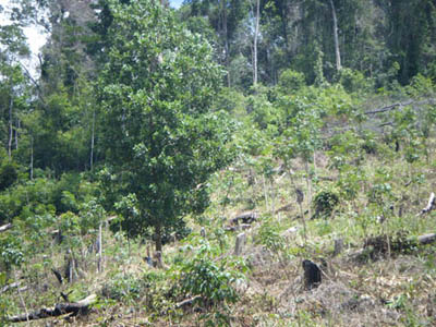 Rubber plantation Trang
