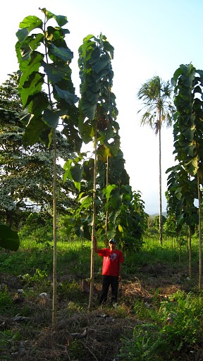 Teak Plants +  land is for Sale Vizianagaram