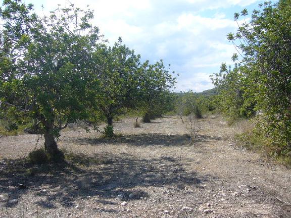 Land in Cervera Del Maestre Cervera Del Maestre