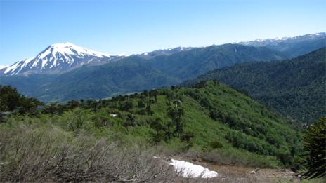 120 Ha mountain forest Malalcahuello