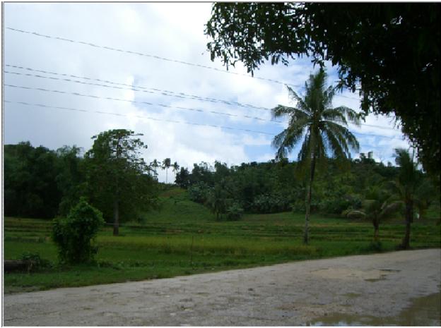 LOT/FARM FOR SALE Catbalogan