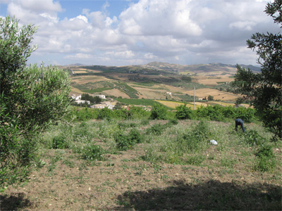 Land in Sicily  FOR SALE (Italy) 91100