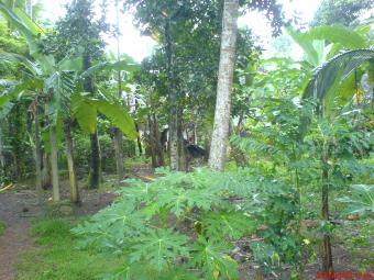 kottawa siddamulla 80P Land Colombo