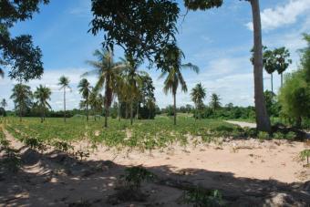 son.z Chunburi