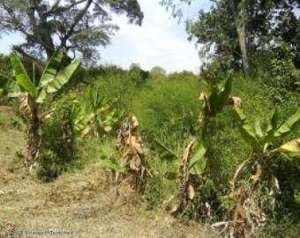 Ruiru Plots Ref #: RUI01 Nairobi