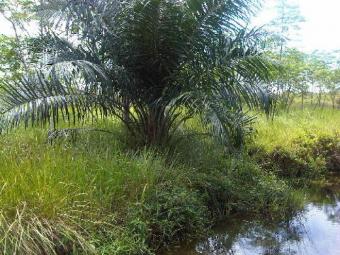 Palembang Indonesia Palembang